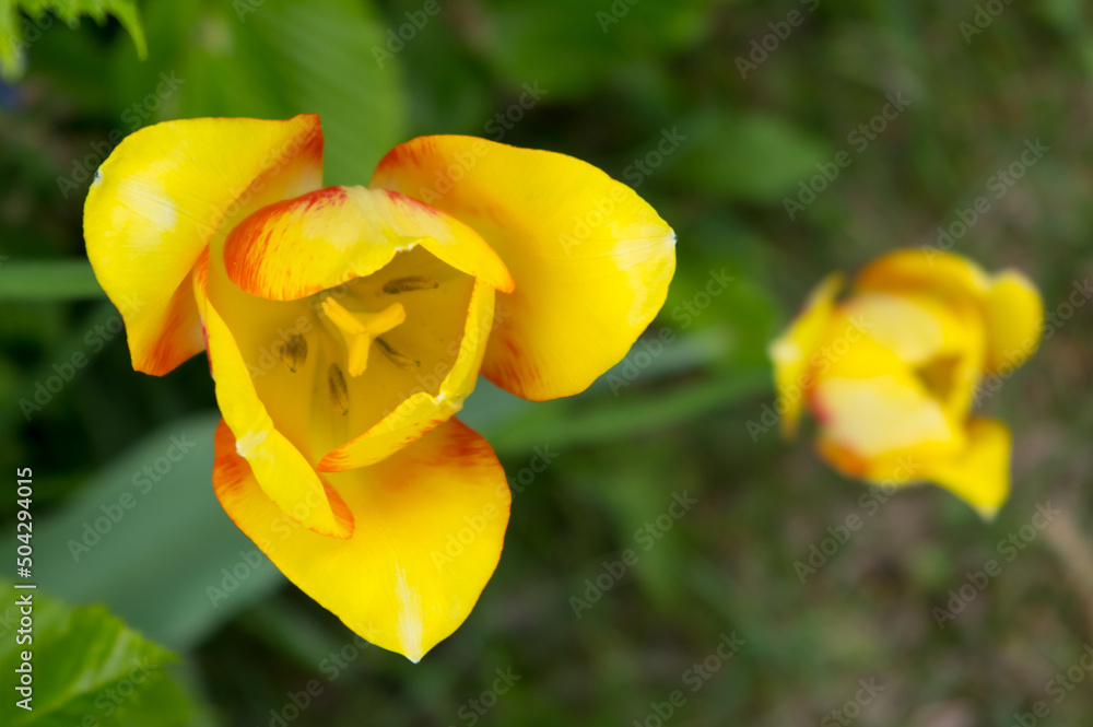 A popular decorative plant called Tulip. Latin name Tulipa. A popular decorative plant called Tulip. Latin name Tulipa.