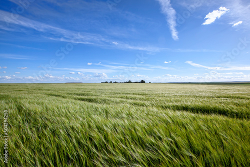 green cereal field with wheat in summer