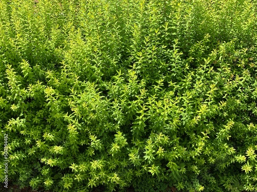 Bright green leaf bush at the park of Ueno Tokyo Japan, year 2022 May