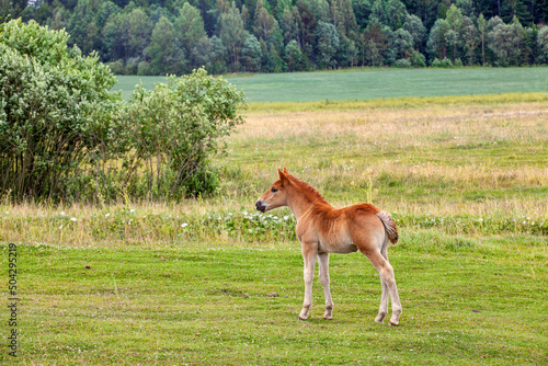 a domestic horse while grazing in a field with green grass