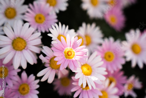 Ohama chrysanthemum pink white closeup © 文普 王