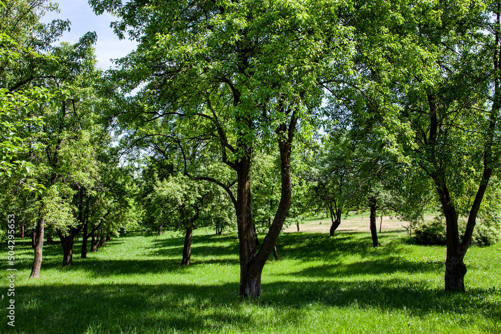 deciduous trees growing in the park in the summer deciduous trees growing in the park in the summer
