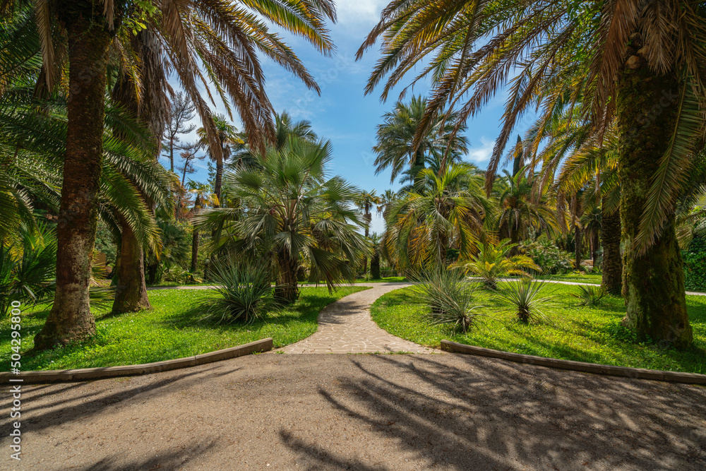 View of the alley with palm trees in the Upper Park of the Sochi Arboretum, Sochi, Krasnodar Territory, Russia View of the alley with palm trees in the Upper Park of the Sochi Arboretum, Sochi, Krasnodar Territory, Russia