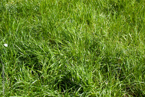 simple plain grass weeds on the field in the summer season