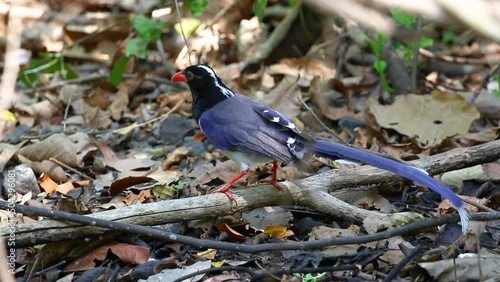 Red-billed blue magpie bird perched on a branch on nature background. Birds. Animals.