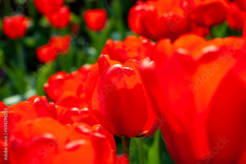 red beautiful tulips in the spring season