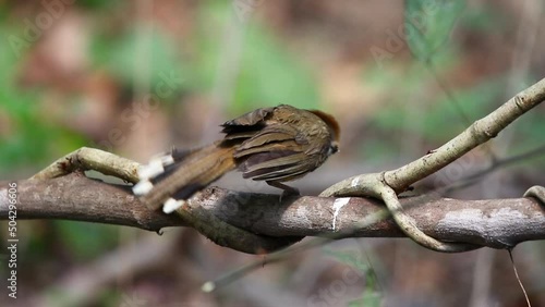 Lesser Necklaced Laughingthrush (Garrulax monileger) on the tree branch on nature background. Bird. Animals.