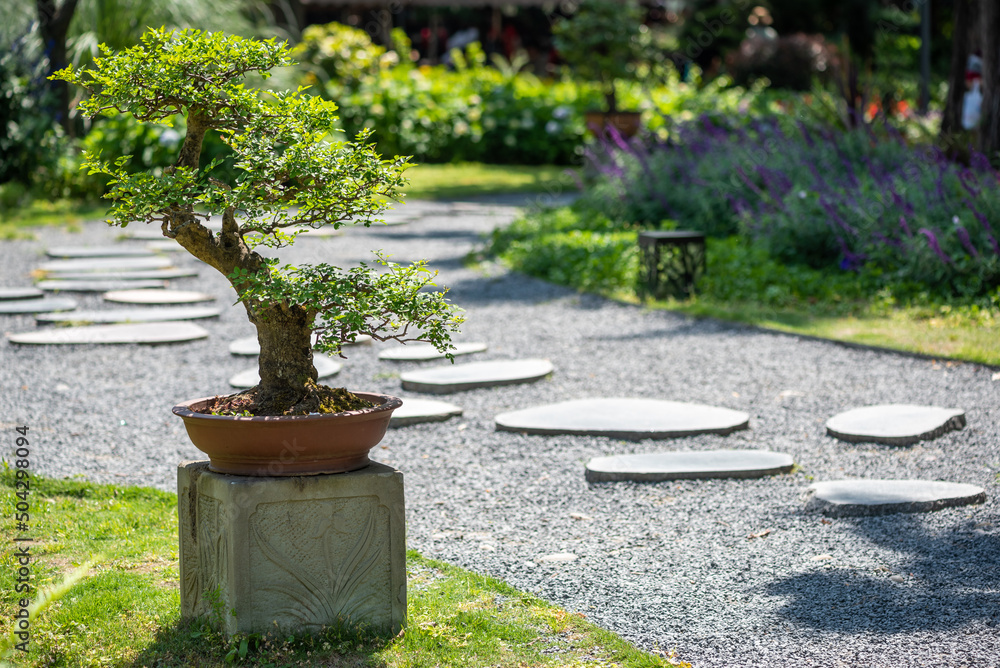 Bonsai tree in a park on a sunny day in Baihuatan public park, Chengdu,  Sichuan province, China Stock Photo | Adobe Stock