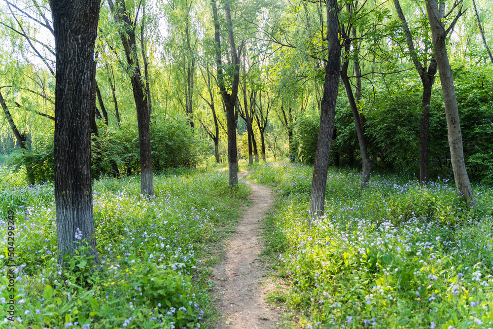 forest trail light forest trail light