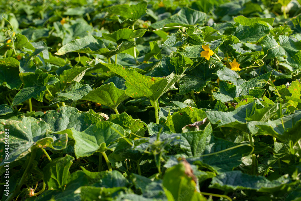 agricultural field where cucumbers are grown