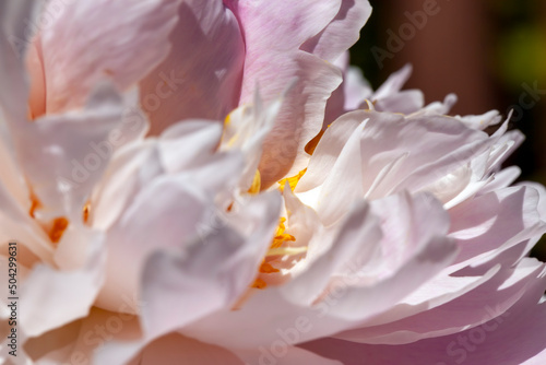 pink peony flowers in the summer