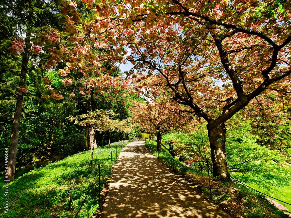 Fototapeta premium Walkway under blooming cherry trees
