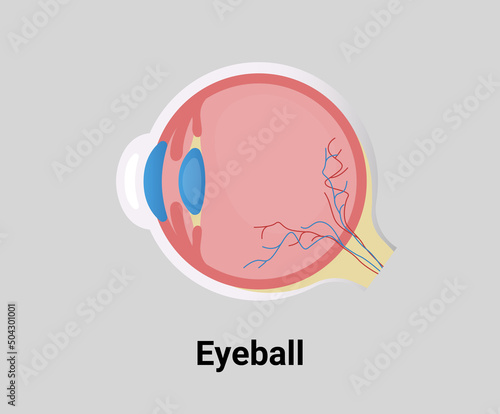 eyeball structure illustration set. 
lens, retina Vector drawing. Hand drawn style.