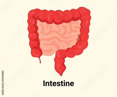 intestine illustration set. human, body Vector drawing. Hand drawn style.
