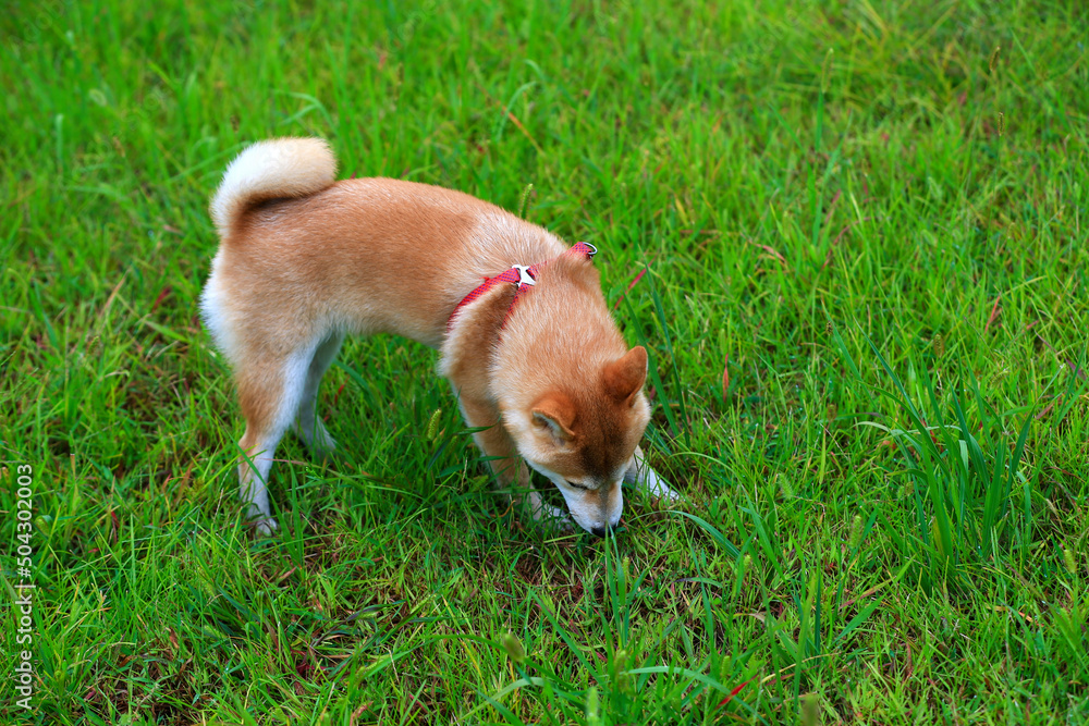 A dog is playing on the grass A dog is playing on the grass