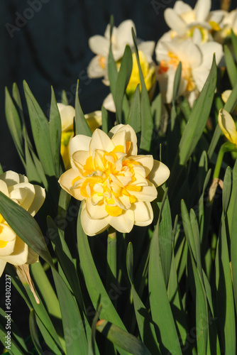 Quadro su tela Two-tone Daffodil flower of the 'Manly' variety in the garden, close-up, shallow DOF