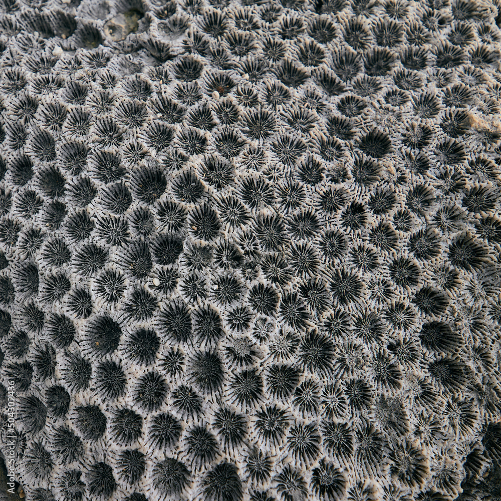 close=up of dead coral - used as background graphical resource - no person nobody