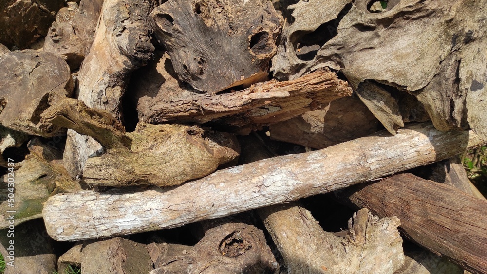 Background texture of dried tree roots in the home page in the Pangandaran area, Indonesia Background texture of dried tree roots in the home page in the Pangandaran area, Indonesia