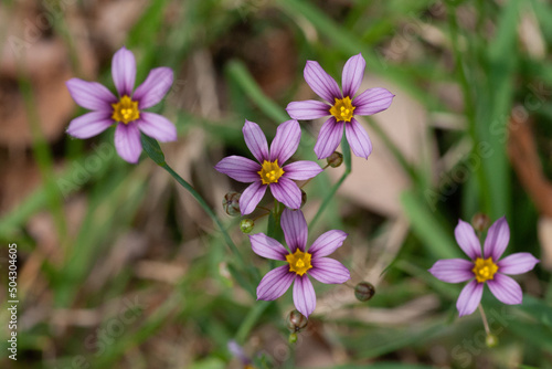 Sisyrinchium rosulatum photo