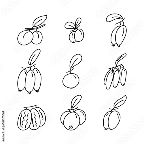berries stroke vector illustration set