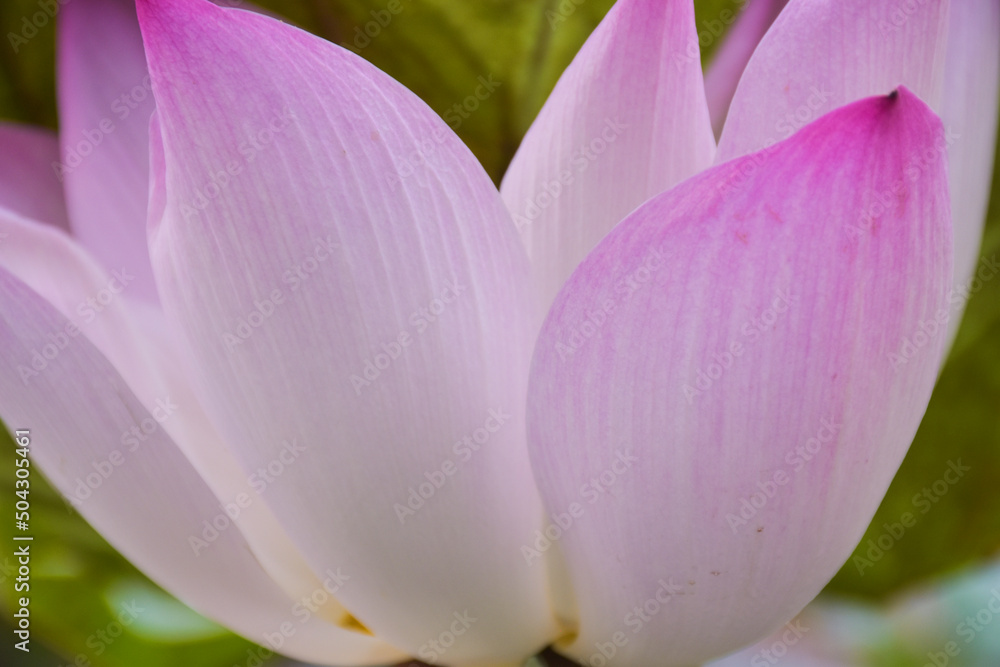 Beautiful pink lotus petals in a water pot in a Thai public park Beautiful pink lotus petals in a water pot in a Thai public park