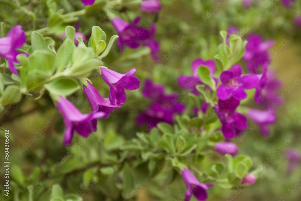 small purple flower blooming beauty nature and soft blur in garden bangkok Thailand small purple flower blooming beauty nature and soft blur in garden bangkok Thailand