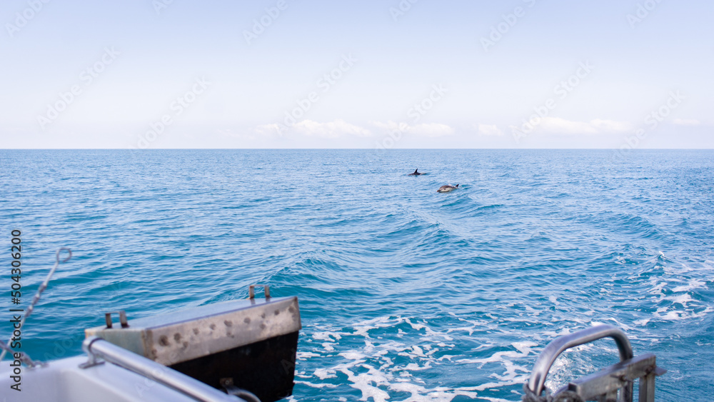 Sea boat ride with dolphins in the sea. The concept of seaside recreation, fishing, enjoying nature. Front view. Sea boat ride with dolphins in the sea. The concept of seaside recreation, fishing, enjoying nature. Front view.