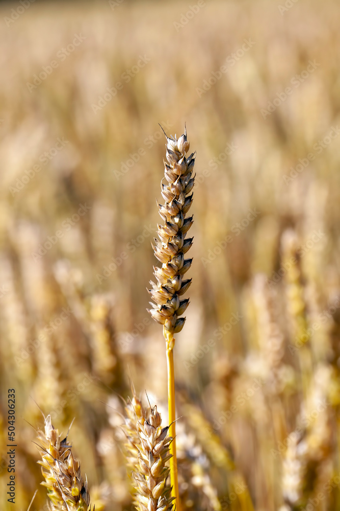 green yellow wheat cereals before harvest