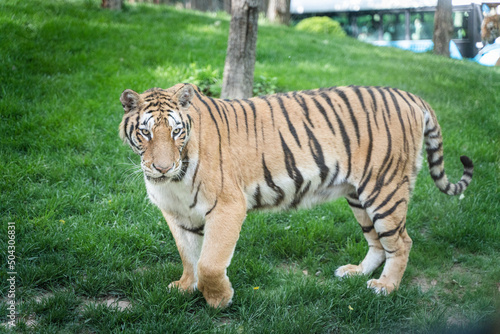 Tiger Siberian tiger walking on lawn