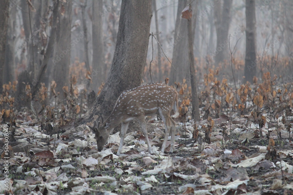 Obraz premium Deers in jim corbett