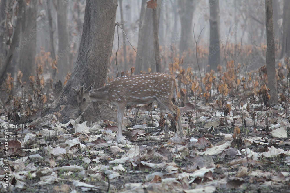 Obraz premium Deers in jim corbett