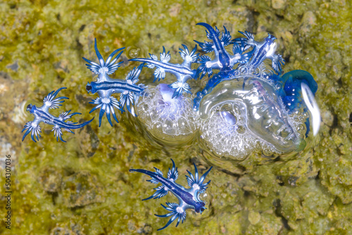 Photos アオミノウミウシ
Glaucus atlanticus Forster, 1777