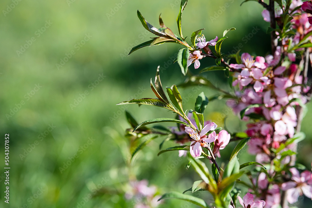 Pink ornamental almond flowers, close up. Natural spring background, selective focus. Pink ornamental almond flowers, close up. Natural spring background, selective focus.