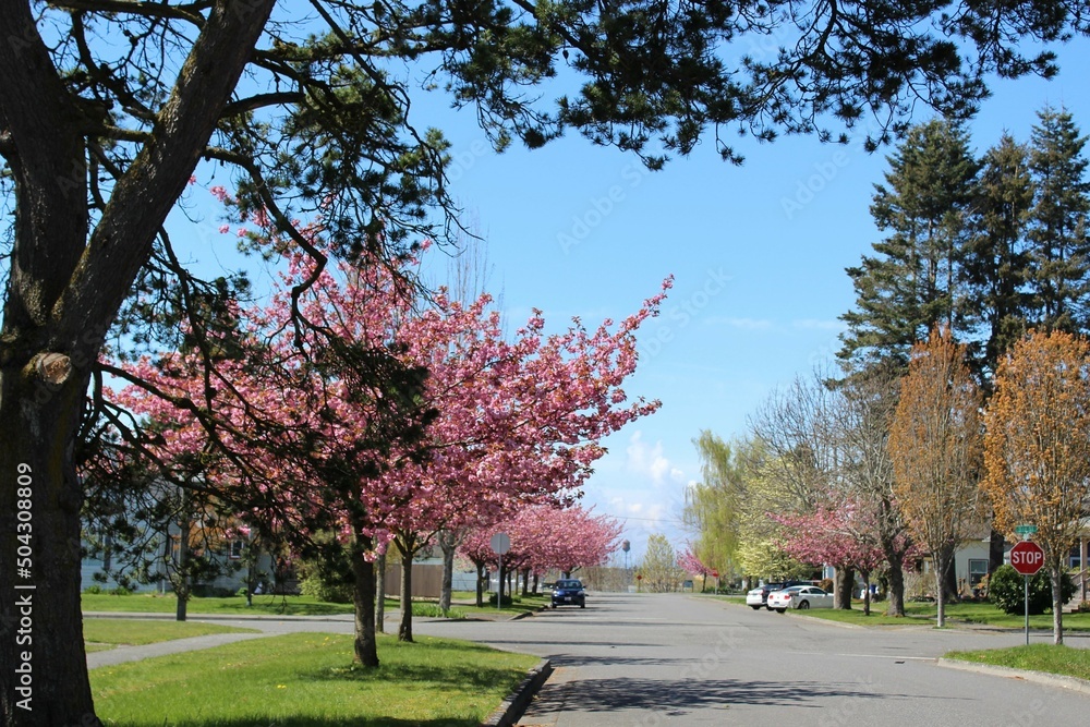 Naklejka premium Rows of double-flowered cherry blossom trees on the street