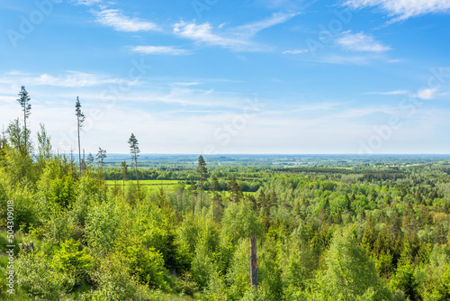 Overlooking a forest landscape in summer