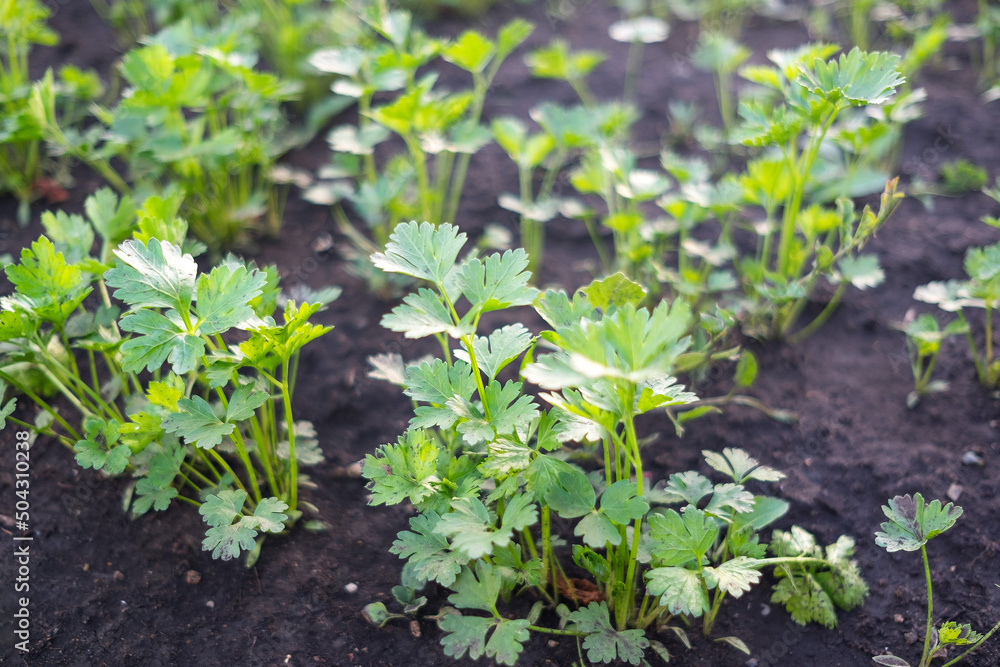 Green parsley grows on the ground in the garden. Green parsley grows on the ground in the garden.