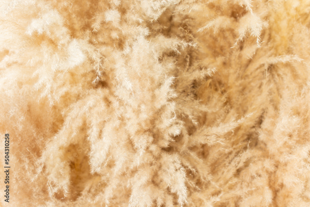 Pampas grass neutral beige color background close-up. Plant texture. Scandinavian minimalistic home design poster Pampas grass neutral beige color background close-up. Plant texture. Scandinavian minimalistic home design poster