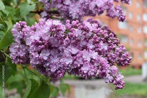 Bunches of lilac in a residential area of the city with cloudy spring day