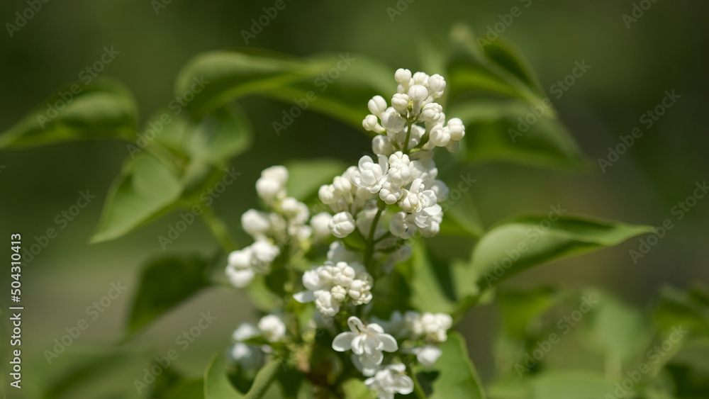 Blooming white lilac tree macro Blooming white lilac tree macro