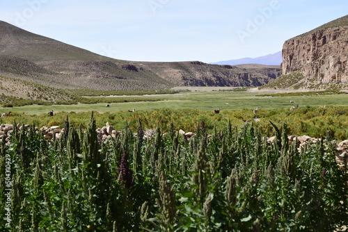 Cannabis grows behind a stone fence. Off-road tour on the salt flat Salar de Uyuni in Bolivia