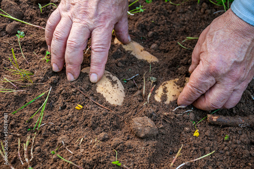 Mani di uomo anziano contadino mentre scava la terra per il raccolto di patate photo
