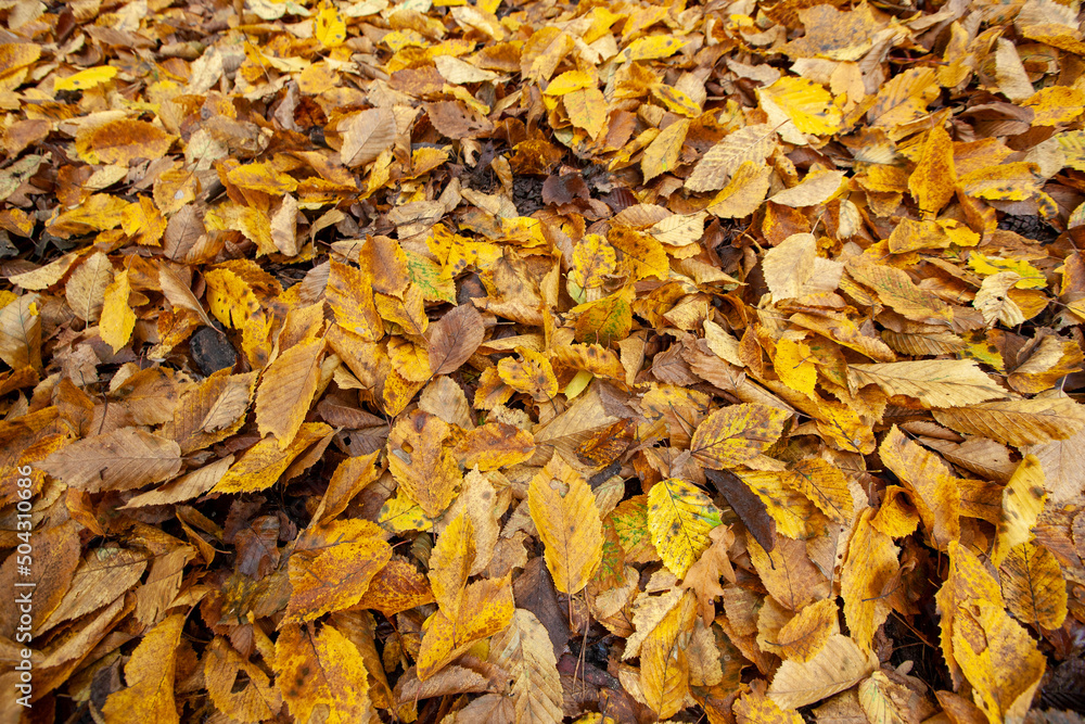 fallen foliage in autumn during leaf fall in cloudy weather fallen foliage in autumn during leaf fall in cloudy weather