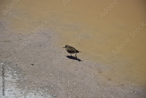 The bird feeds on the shore of the lake. Off-road tour on the salt flat Salar de Uyuni in Bolivia © Андрей Поторочин