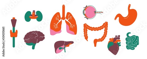 Internal body organs. Human anatomy and organs for transplantation graphic, kidney stomach brain heart medical collection. Vector isolated set