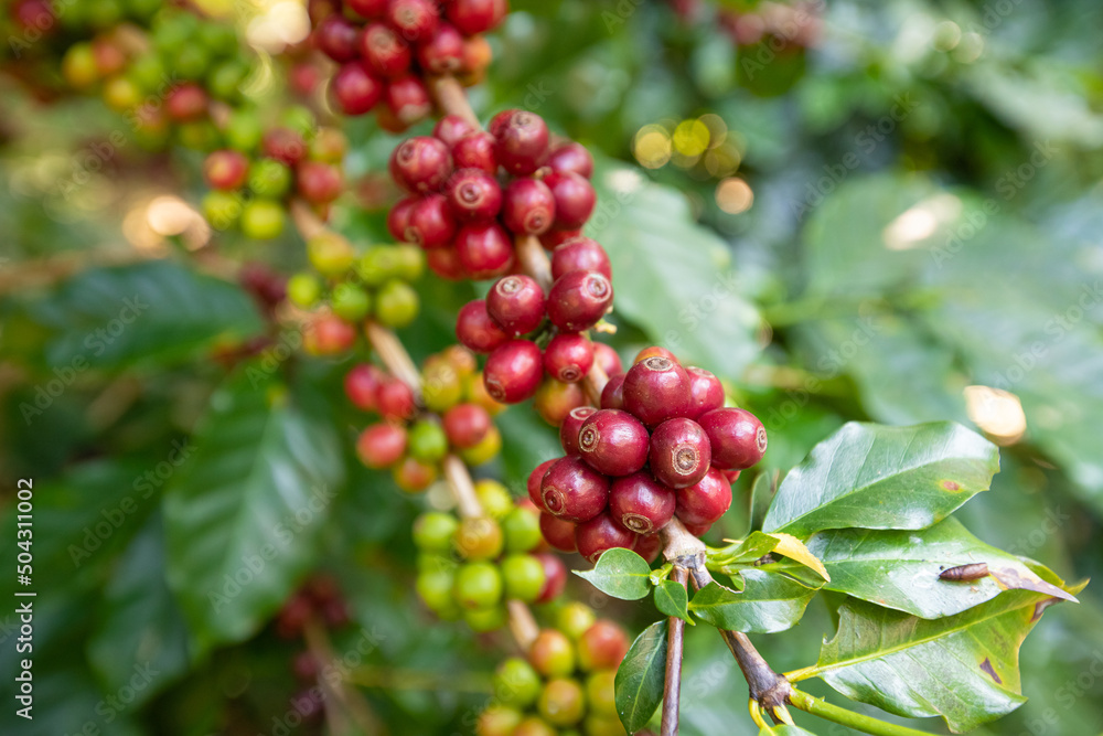 organic arabica coffee beans on brance tree in farm.green Robusta and arabica coffee berries by agriculturist hands,Worker Harvest arabica coffee berries on its branch, agriculture concept.