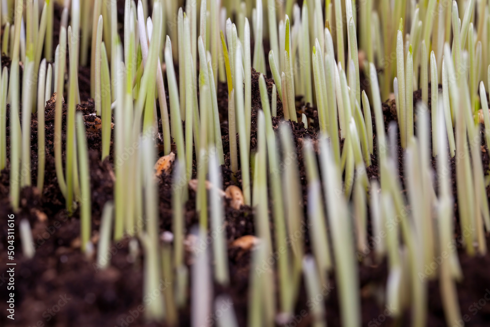 Obraz premium young sprouted wheat in the agricultural field