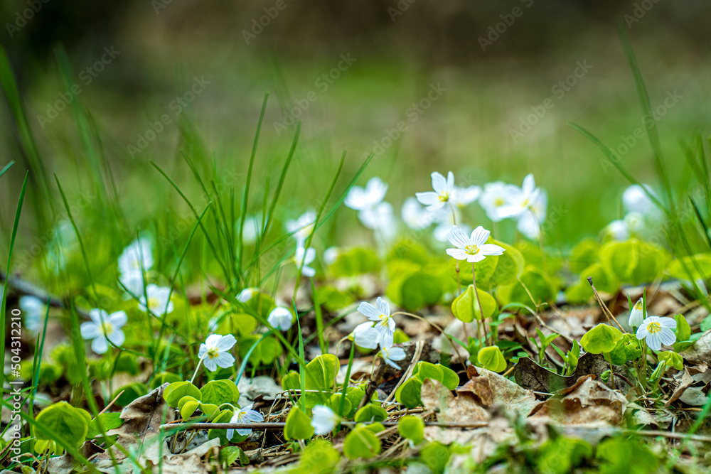 Szczawik zajęczy, biały kwiatek kwitnący wiosną w lesie i na łąkach.
Roślina o właściwościach leczniczych i zdrowotnych, źródło witamin i innych wartości odżywczych - obrazy, fototapety, plakaty 