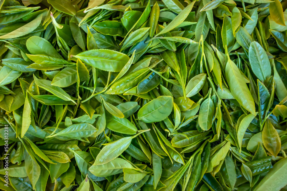 Obraz premium Tea preparation: fresh tea leaves