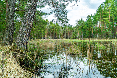 Park krajobrazowy Lasy nad Górną Liswartą na Śląsku w Polsce. Rozlewiska i ba...
