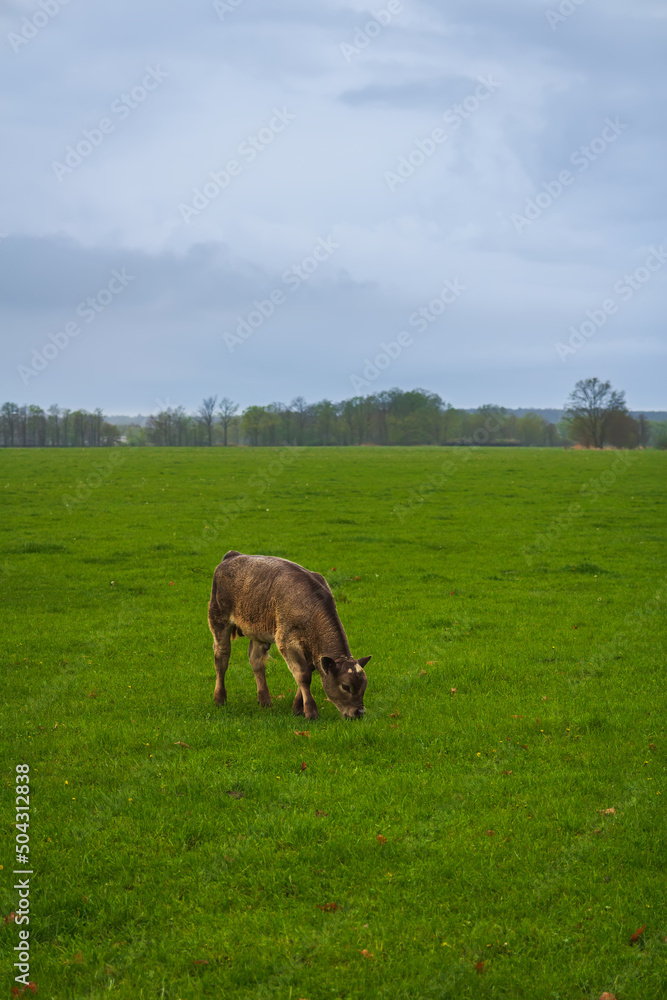 Portrait of young cow cattle eating grass on pasture in rain weather Portrait of young cow cattle eating grass on pasture in rain weather